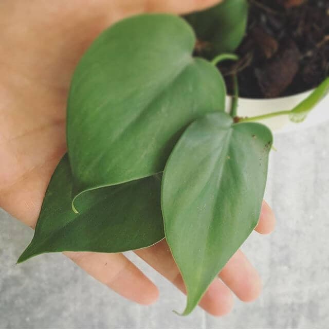 Leaf detail